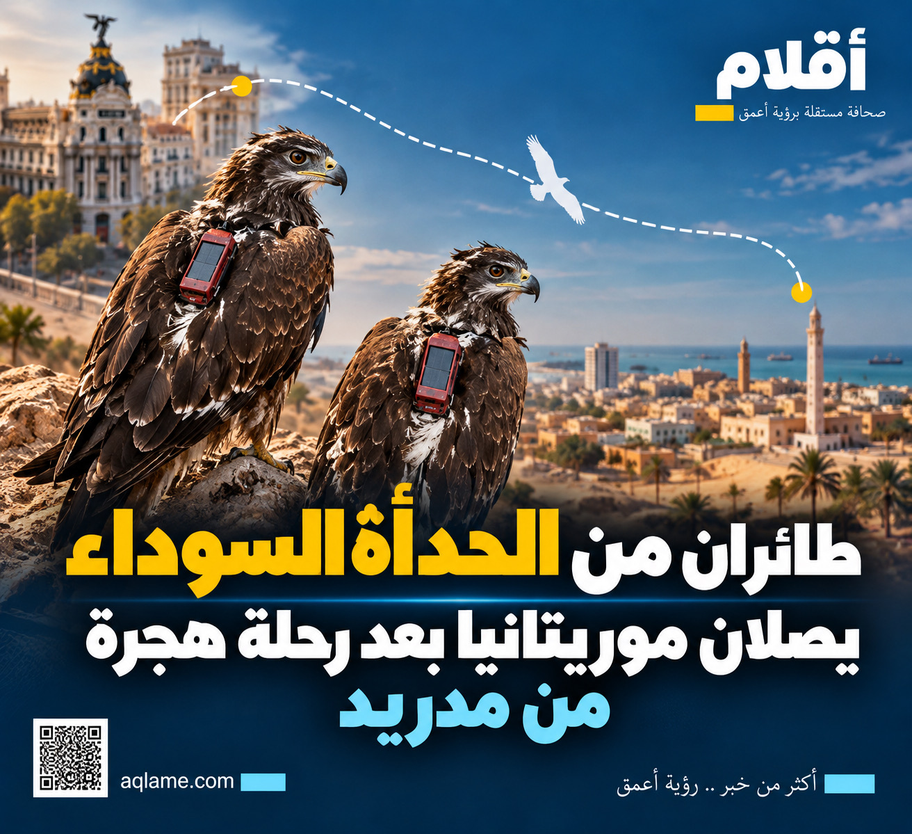 طائران من الحدأة السوداء يصلان موريتانيا بعد رحلة هجرة من مدريد